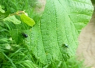 Cigarier du bouleau (Deporaus betulae) , point de départ de l'enroulement, photo 3