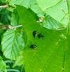 igarier du bouleau (Deporaus betulae) , "plan à 3'