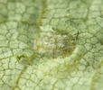 cigarier du bouleau (Deporaus betulae)  détail d'un oeuf, photo 1