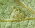 cigarier du bouleau (Deporaus betulae)  détail d'un oeuf, photo 2