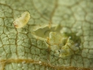 cigarier du bouleau (Deporaus betulae)  jeune larve in situ  photo 1