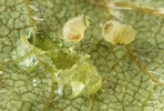 cigarier du bouleau (Deporaus betulae)  jeunes larves in situ .