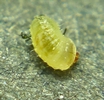 cigarier du bouleau (Deporaus betulae)  jeune larve, détail. 