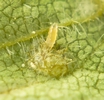 cigarier du bouleau (Deporaus betulae) oeuf  parasité  photo 2