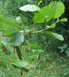 Cigarier du bouleau (Deporaus betulae)  groupe de cigares in natura