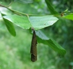 Cigarier du bouleau (Deporaus betulae)  d&eacute;tail d'un cigare, in natura