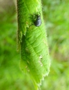 Cigarier du bouleau (Deporaus betulae) ,"soudeuse" à l'oeuvre,  photo 2