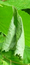 Cigarier du bouleau (Deporaus betulae) , exemple de cigare raté,  photo 3