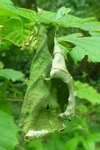 Cigarier du bouleau (Deporaus betulae) , exemple de cigare raté,  photo 1