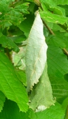 Cigarier du bouleau (Deporaus betulae) , exemple de cigare raté,  photo 2