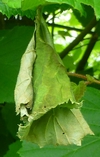Cigarier du bouleau (Deporaus betulae) , exemple de cigare raté,  photo 4