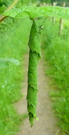 Cigarier du bouleau (Deporaus betulae) , exemple de cigare anormal.