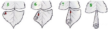 Cigarier du bouleau (Deporaus betulae)  schéma de l'enroumement