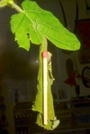 Cigarier du bouleau (Deporaus betulae) comparaison entre l cigare à l'échelle d'une allumette.