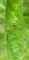 Cigarier du bouleau (Deporaus betulae) , "point de soudure",  photo 2