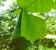 Cigarier du bouleau (Deporaus betulae) , cgare en cours d'enroulement, photo 4