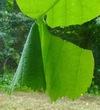Cigarier du bouleau (Deporaus betulae) , cgare en cours d'enroulement, photo 2