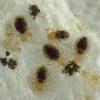 Punaise des lits (Cimex lectularius), larves en instance de passer au 2e stade.