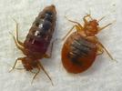 Punaise  des lits (Cimex lectularius) illustration de  la diff&eacute;rence de forme entre  les punaises &agrave; jeun, ou au sortir d'un "repas".