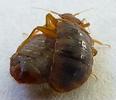 Punaise des lits (Cimex lectularius), accouplement, photo 4.