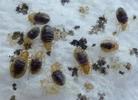 Punaise  des lits (Cimex lectularius), groupe de larves au 2e et 3e stade larvaire.