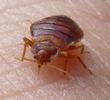 Punaise des lits (Cimex lectularius), adulte "in situ" , photo 2.