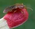 Punaise des lits (Cimex lectularius), adulte, photo 4.