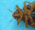 Punaise des lits (Cimex lectularius), localisation du rostre, photo 1.