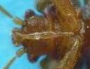 Punaise des lits (Cimex lectularius), localisation du rostre, photo 2.