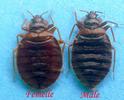 Punaise des lits (Cimex lectularius), couple, photo 1