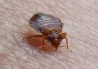 Punaise des lits (Cimex lectularius), adulte "à table", photo 4.