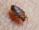 Punaise des lits (Cimex lectularius), adulte "à table", photo 7.