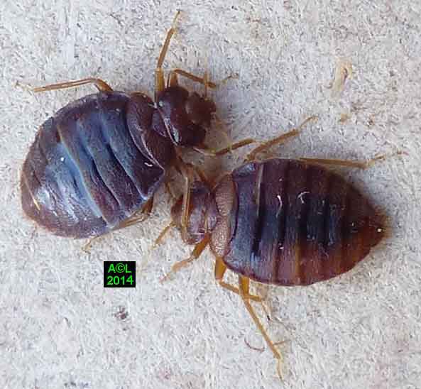 La Punaise des lits (Cimex lectularius), biologie, morphologie, développement.