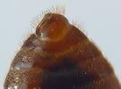 Punaise des lits (Cimex lectularius), pénis dans sa gouttière.