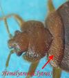 Punaise des lits (Cimex lectularius), localisation des hémélytres.