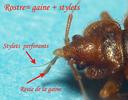 Punaise des lits (Cimex lectularius), d&eacute;tail du rostre, photo 1.