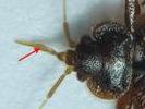 Punaise des lits (Cimex lectularius), d&eacute;tail du rostre, photo 2.