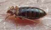 Punaise des lits (Cimex lectularius), mâle, en fin de repas