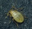 Punaise des lits (Cimex lectularius), larve naissante, photo 2.