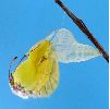éclosion séquencée de "citron" (Gonepteryx rhamni), photo 4