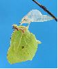 &eacute;closion s&eacute;quenc&eacute;e de "citron" (Gonepteryx rhamni), photo 9