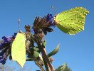 mâles de Citron (Gonepteryx rhamni)