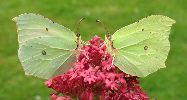 couple de Citrons (Gonepteryx rhamni)