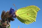 Citron (Gonepteryx rhamni), photo 1