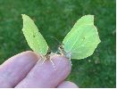 Citrons (Gonepteryx rhamni) en main, photo 1