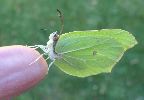 Citrons (Gonepteryx rhamni) en main, photo 2