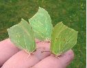 Citrons (Gonepteryx rhamni) en main, photo 3