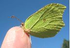 Citron (Gonepteryx rhamni), photo 4