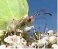 Citron (Gonepteryx rhamni), gros plan photo 1