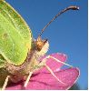Citron (Gonepteryx rhamni), gros plan photo 2